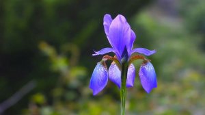 Iris Flower FHD Video 4K UHD VIDEOS 72