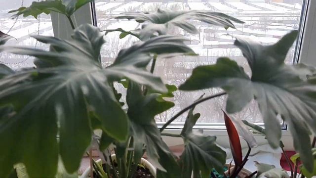 /Обзор комнатных растений в феврале 2023/ Подводим итоги зимы/ ?? смотреть онлайн