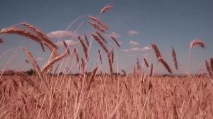 Расслабляющий СИЛЬНЫЙ ВЕТЕР / Успокаивающий ШУМ ВЕТРА, ЗВУКИ ВЕТРА  2 часа для отдыха и сна / RELAX