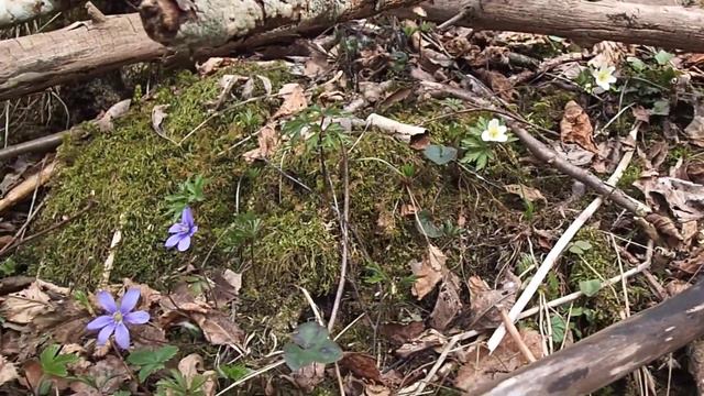Anemone hepatica L. смотреть онлайн