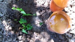 Размножение плюща черенками/Ivy propagation by cuttings