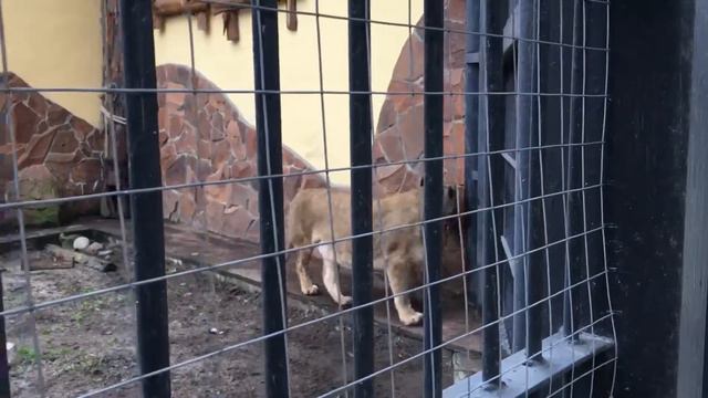 2018 Воронеж смотреть онлайн