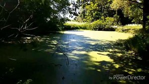 Поход на болото. НАШЛИ ВОЛШЕБНУЮ ШКАТУЛКУ!!!