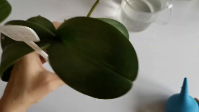 Орхидеи ПОЛИВ в разных системах роста / АЛЬБУФЕЙРА бабочка-пелорик