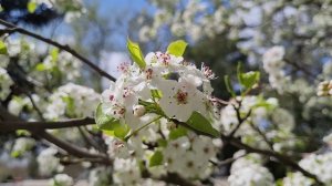 Видеозарисовка. Цветёт декоративная груша.
