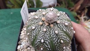 Купила новые кактусы.Астрофитум красноцветковый..Astrophytum red.