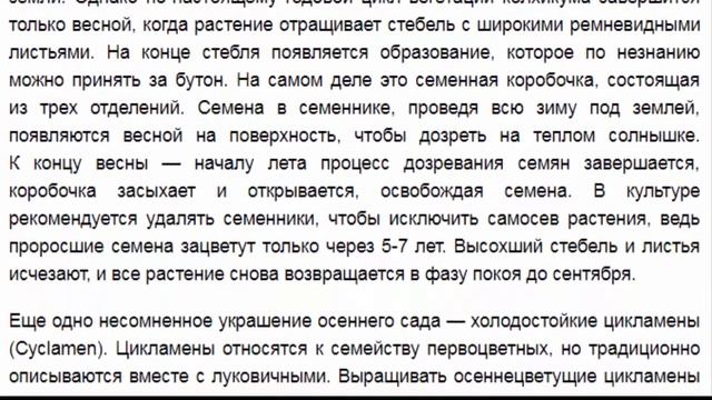Осенние луковичные цветы в саду