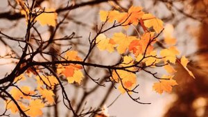 Ванесса Мэй # скрипка # Вера и Геннадий Ковтун...