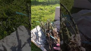 Распаковка посылки с розами  из питомника Елены Иващенко