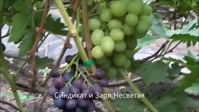 Синдикат и Заря Несветая смотреть онлайн