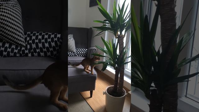 Абиссинская кошка  Abyssinian cat