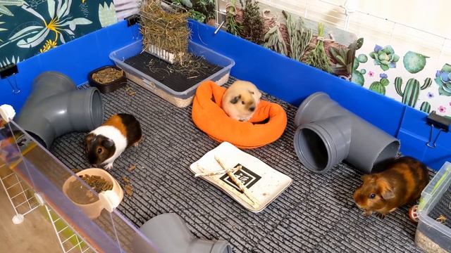 Новая клетка приехала! Первое мнение о клетке Inter Zoo Rabbit / New cage for our piggies arrived! смотреть онлайн