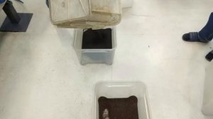 Сортировка Семян Рапса / Rape Seed Sorting