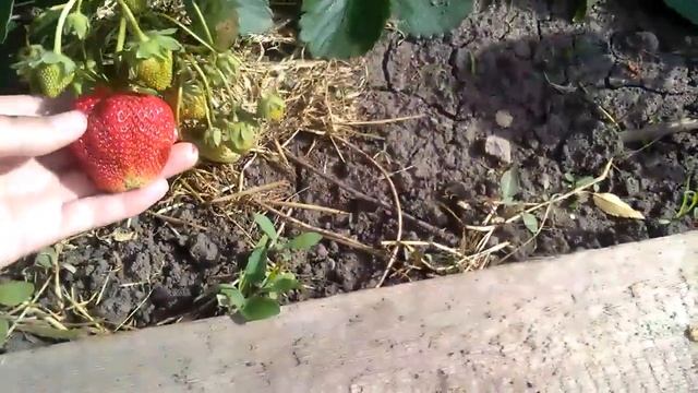 Земляника Флер первые ягоды (22.05.17 г.) смотреть онлайн