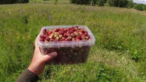 Поездка за ягодой/Набрали много полевой клубники/ Тучи насекомых нас не остановили!