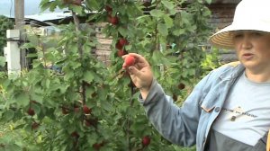 черный абрикос