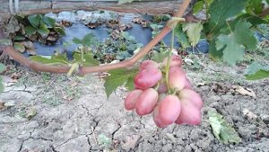 Виноград "Вулкан" Кубань, Крымский р-н,с.Мерчанское +7(918)47 00 828.