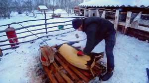НИКТО НЕ ОЖИДАЛ ЧТО БУДЕТ ТАК ГРУСТНО БЕЗ ЖИВОТНЫХ. ЗАГОТОВКА МЯСА. ЖИЗНЬ ПРОСТЫХ ЛЮДЕЙ В ДЕРЕВНЕ