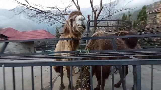 Двугорбые верблюды.Зоопарк СКАЗКА.Ялта 2.12.2022 смотреть онлайн