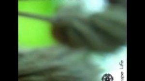 videoplayback (3).mp4