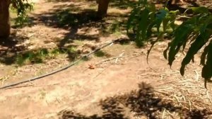 Плантация персиков.Собирай,кто хочет! Аризона , США.