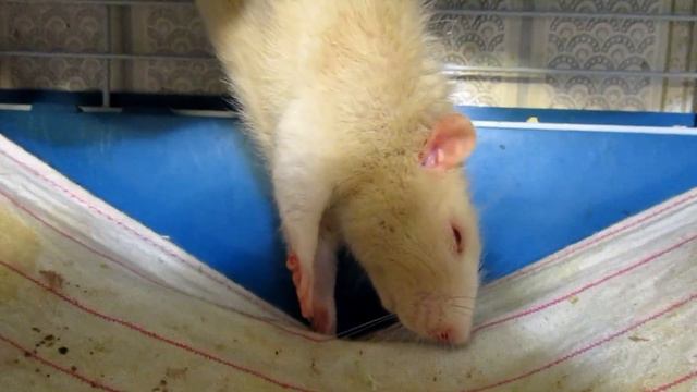 Крысы, это вообще нормально? (Fancy Rats | Декоративные Крысы)