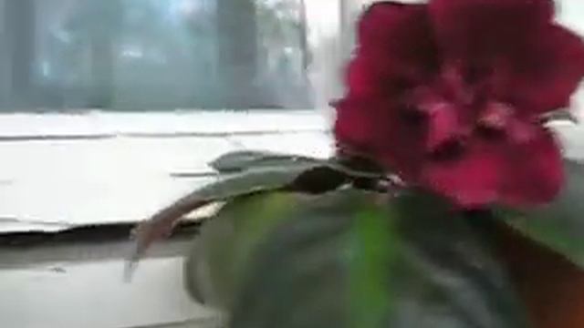 Фиалки Гладиатор смотреть онлайн