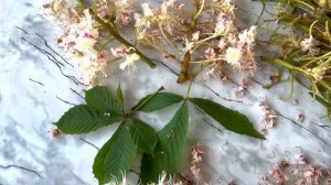 Польза КАШТАНА