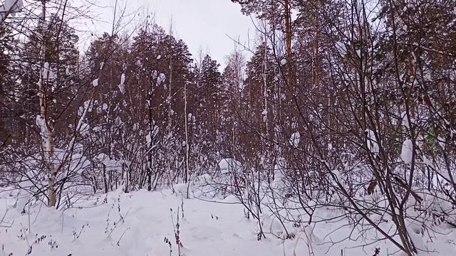 Совет для начинающего птицелова ,, Клест ,, 1. смотреть онлайн