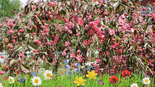 Яблоня декоративная Роял Бьюти ? Обзор: посадка и уход. крупномеры, саженцы: описание и особенности смотреть онлайн