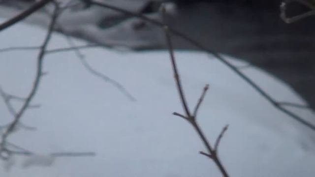 птичка - оляпка смотреть онлайн