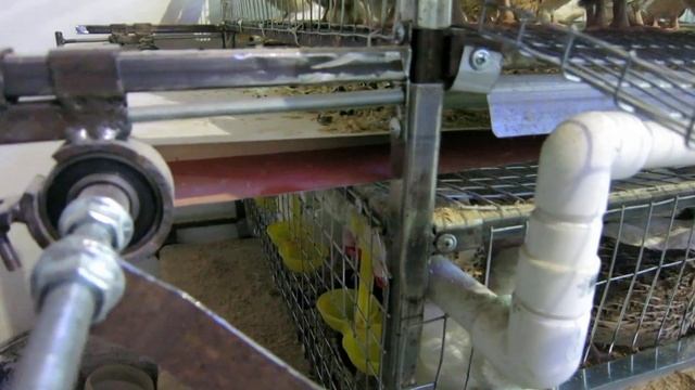 Система очистки помёта, удаление помёта у перепелов