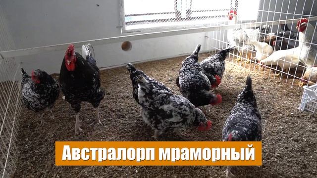 VIP курятник | обустройство курятника | куры