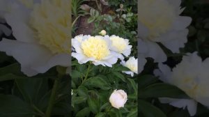 31 мая 2021 г.Тач оф класс. Первое цветение