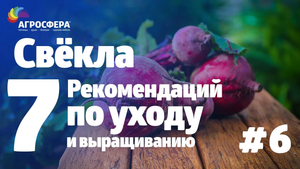 Советы для дачи и сада #6 - рекомендации по уходу за свеклой / агросфера.рф