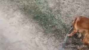 Как это гулять с 2 собаками?