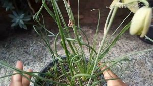 Flores da albuca spiralis