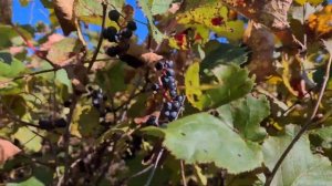 ДИКИЙ ФУНДУК. СБОР ОРЕХА В ЛЕСУ. Жизнь в деревне.