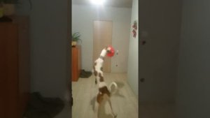 Поденко ибиценко