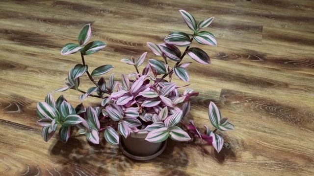 Tradescantia Fluminensis Nanouk 02 Part 002 | Plant Vlog 172 смотреть онлайн