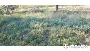 соколиная охота