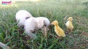 BonBon baby monkey beat Poodle dog to rescue duckling