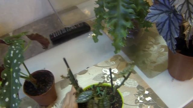 Комнатные цветы. Обзор. Новинки из магазина. смотреть онлайн