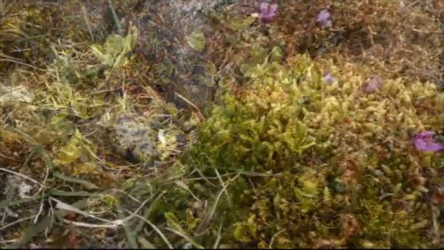 Русская Арктика смотреть онлайн