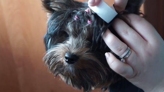 Первое видео!!Ставим Йорку ушки в 7 месяцев!! смотреть онлайн