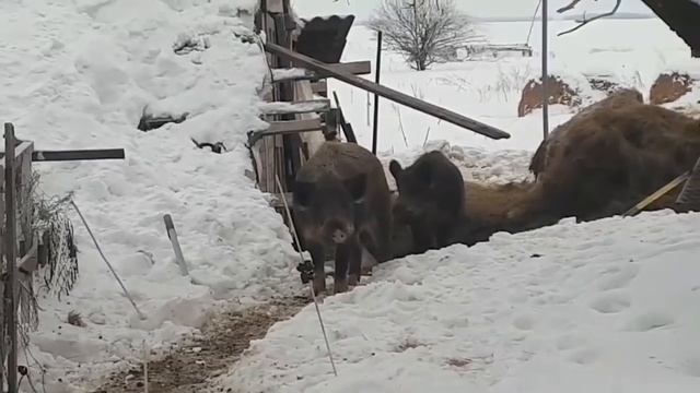 Дикие кабаны и домашние свиньи.
Wild boars and domestic pigs