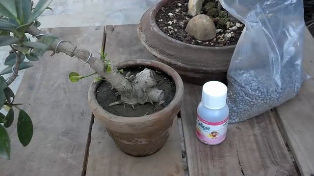 NPK Fertilizer Components | Best Way To Fertilize Garden | Ingredients In Fertilizer (Urdu/Hindi) смотреть онлайн