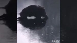 Фристайло.mp4