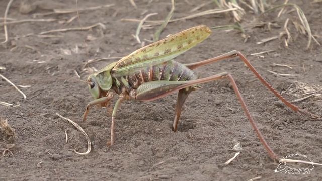 Кузнечик откладывает яйца смотреть онлайн