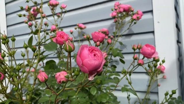 Утро в саду! Розы с названием сортов! 4 июня 22г смотреть онлайн